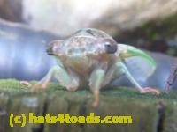 /home//u458753944/public_html/sourcegallery/////////////Insects and small critters/aphids cicadas lanternflies and true bugs (Hemiptera)/P1140006.JPG